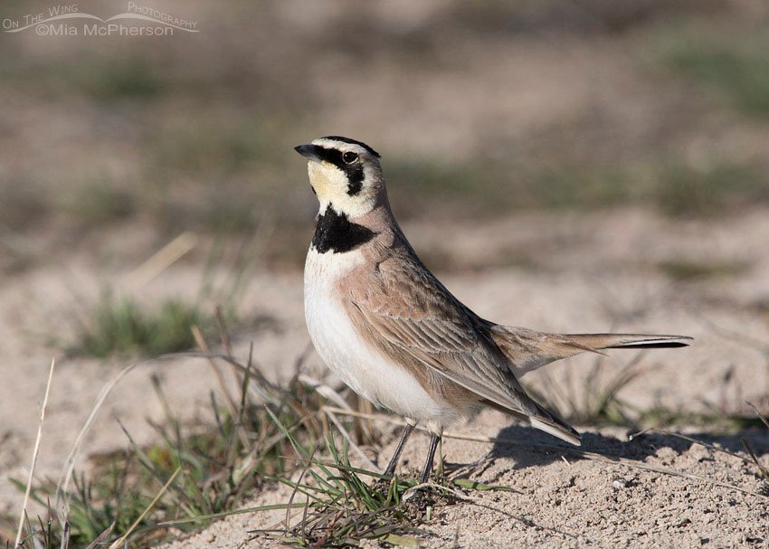 Male Horned Lark territorial behavior, Antelope Island State Park, Davis County, Utah