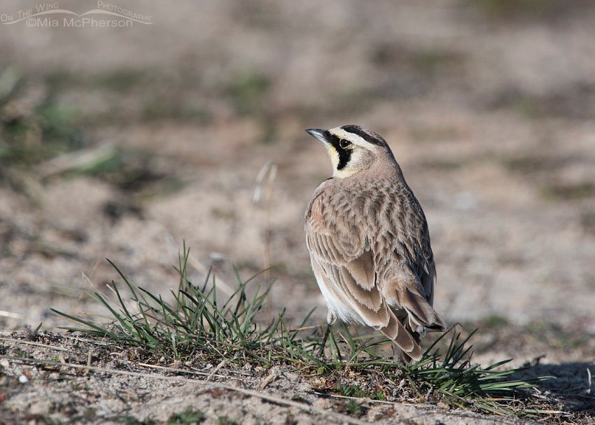 Male Horned Lark watching another male, Antelope Island State Park, Davis County, Utah