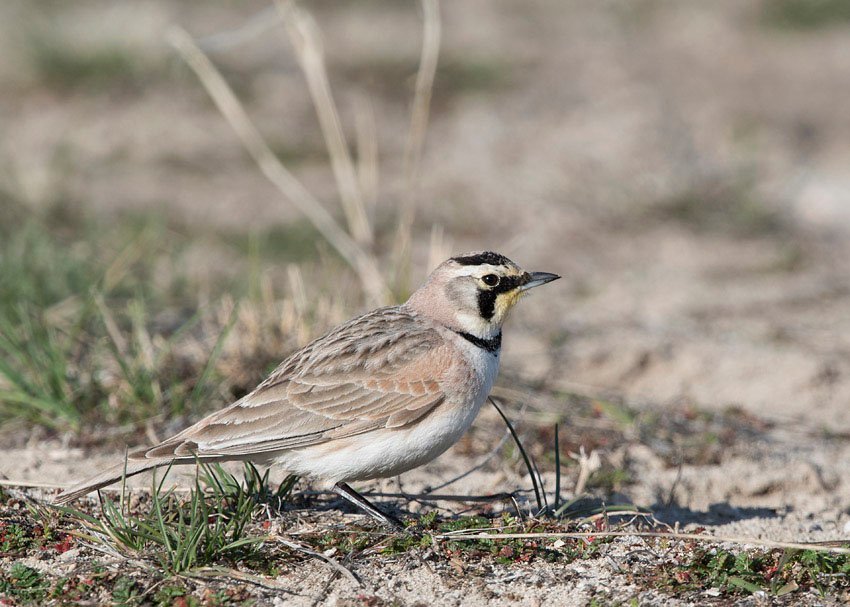 Male Horned Lark during a territorial chase, Antelope Island State Park, Davis County, Utah