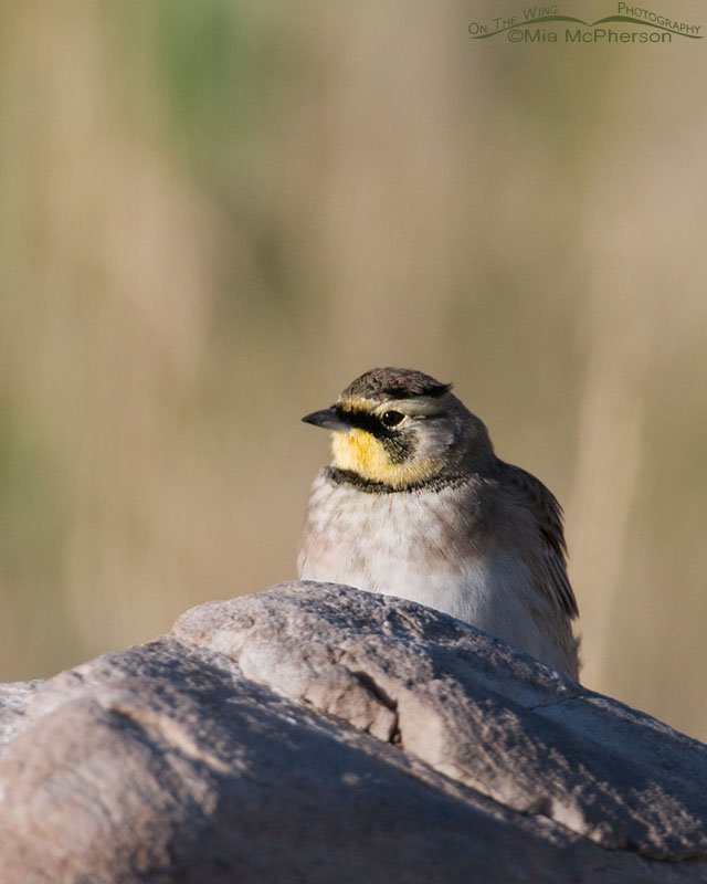 Male Horned Lark behind boulder, Antelope Island State Park, Davis County, Utah