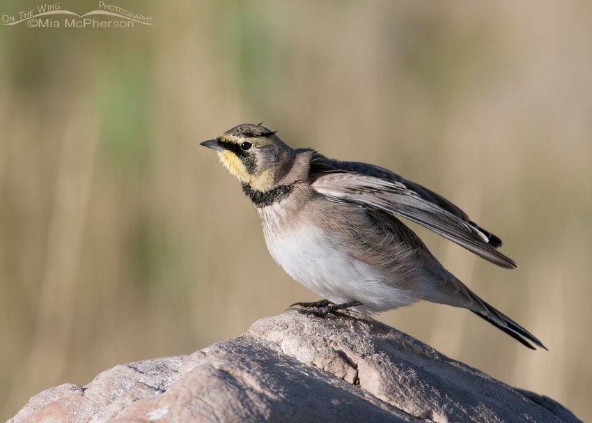 Horned Lark stretching those shoulders. Antelope Island State Park, Davis County, Utah