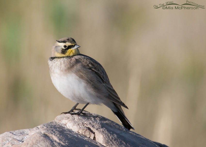 Male Horned Lark side view on Antelope Island State Park, Davis County, Utah