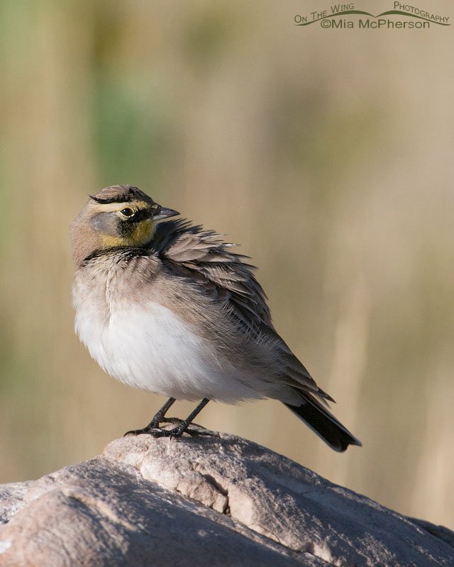 Male Horned Lark grooming on Antelope Island State Park, Utah