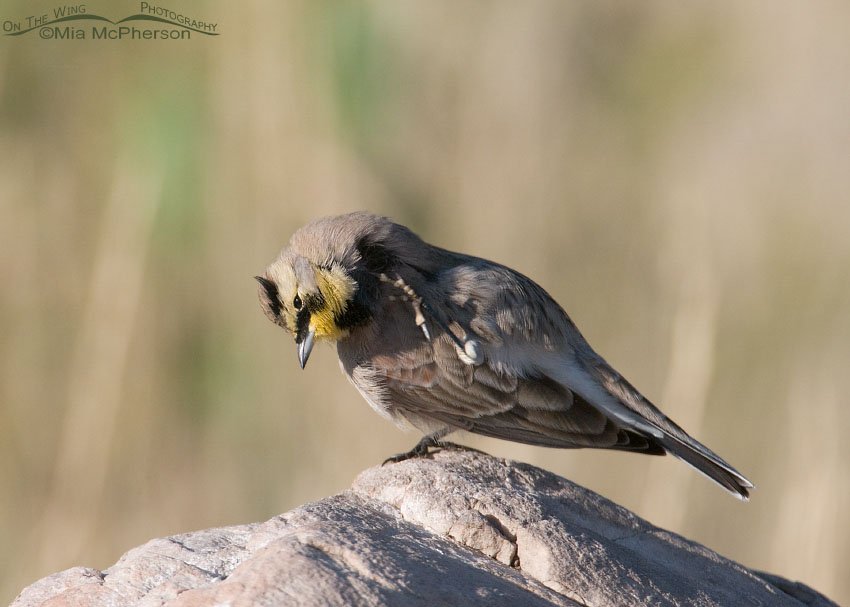 Horned Lark scratching an itch on Antelope Island State Park, Davis County, Utah