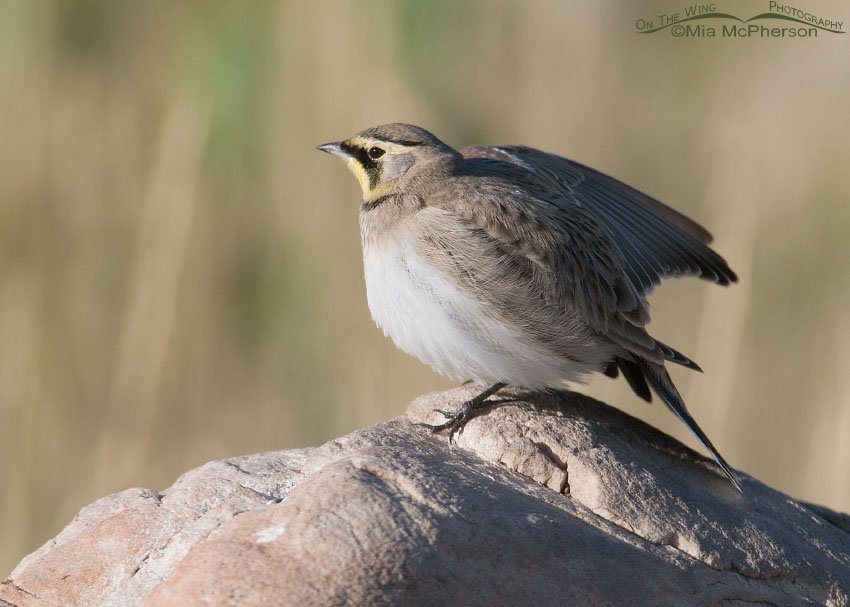 Horned Lark stretching the right wing on Antelope Island State Park, Davis County, Utah