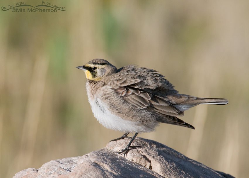 Horned Lark shaking it off while preening, Antelope Island State Park, Davis County, Utah