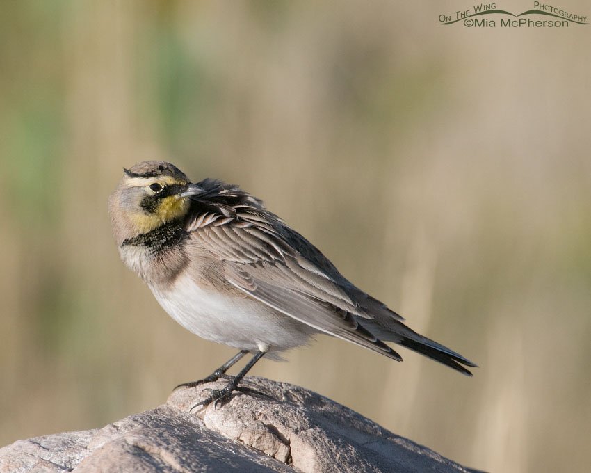 Horned Lark and the Paparazzi pose on Antelope Island State Park, Davis County, Utah