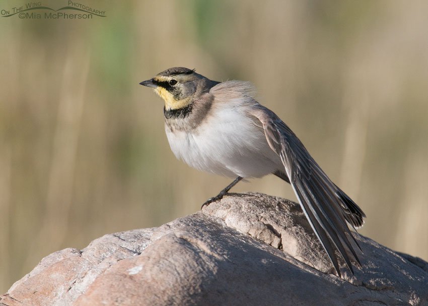 Horned Lark wing stretch on Antelope Island State Park, Davis County, Utah