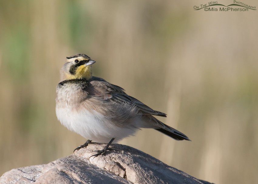 Horned Lark checking out the sky, Antelope Island State Park, Davis County, Utah