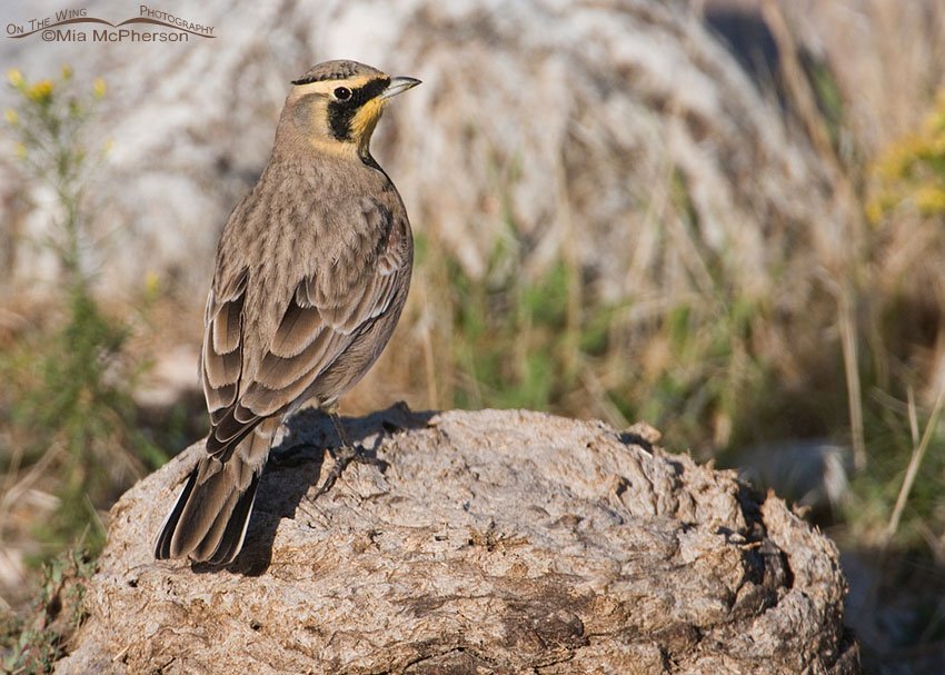 Horned Lark bison pooh perch, Antelope Island State Park, Davis County, Utah
