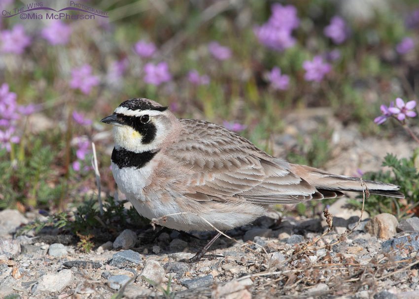 Wildflowers and a Horned Lark, Antelope Island State Park, Davis County, Utah