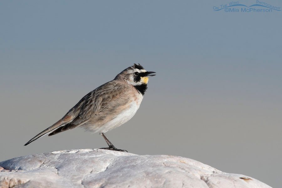 Singing Horned Lark and the Great Salt Lake, Antelope Island State Park, Davis County, Utah