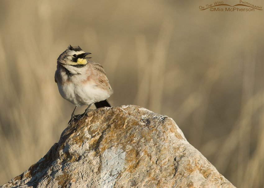 Male Horned Lark singing on a rock in the West Desert, Tooele County, Utah