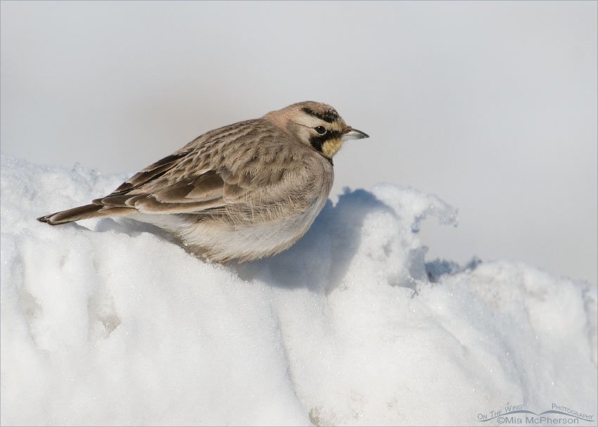 Horned Lark on a mound of snow in Box Elder County, Utah