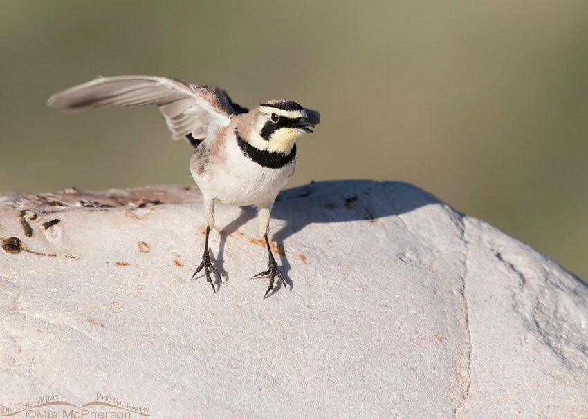 Startled Horned Lark on Antelope Island State Park, Davis County, Utah