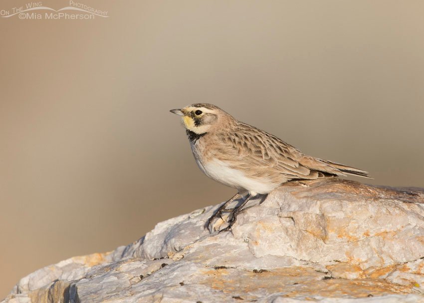 West Desert Horned Lark female, Tooele County, Utah