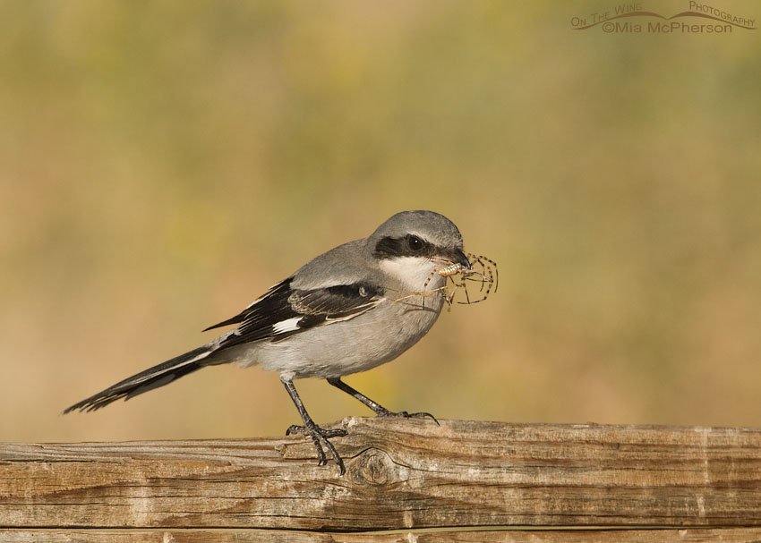 Juvenile Loggerhead Shrike with spider Juvenile Loggerhead Shrike with spider, Antelope Island State Park, Davis County, Utah