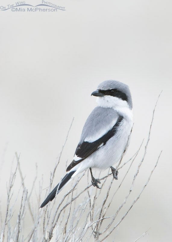 Loggerhead Shrike perched on a bush in low light, Antelope Island State Park, Davis County, Utah