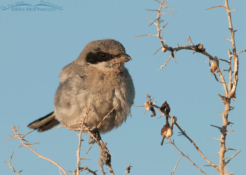 Loggerhead Shrike with impaled prey, Antelope Island State Park, Davis County, Utah