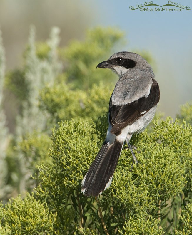 Adult Loggerhead Shrike perched on Rabbitbrush, Antelope Island State Park, Davis County, Utah
