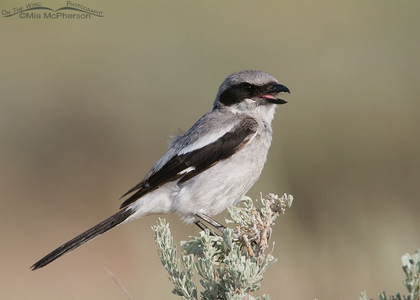 Calling adult Loggerhead Shrike, Antelope Island State Park, Davis County, Utah