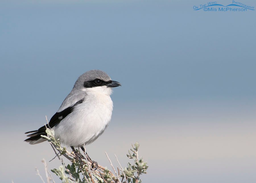 Adult Loggerhead Shrike perched on sage, Antelope Island State Park, Davis County, Utah