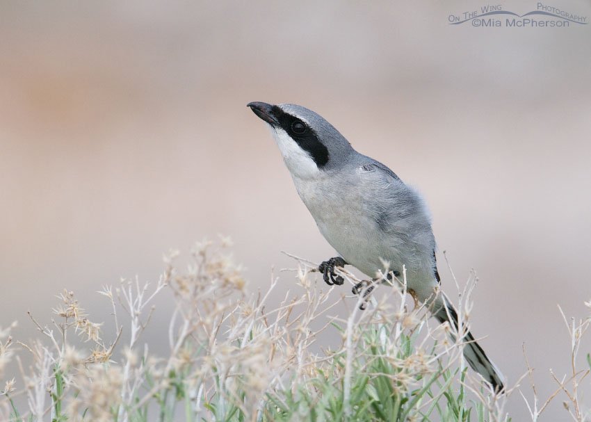 Loggerhead Shrike with one eye on a raven, Antelope Island State Park, Davis County, Utah