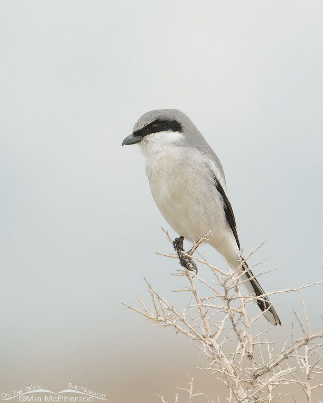 Loggerhead Shrike in low light, Antelope Island State Park, Davis County, Utah