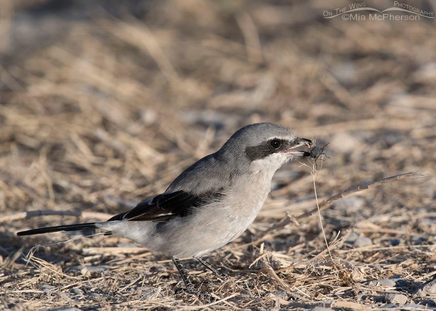 Loggerhead Shrike with Armored Stink Beetle prey, Box Elder County, Utah