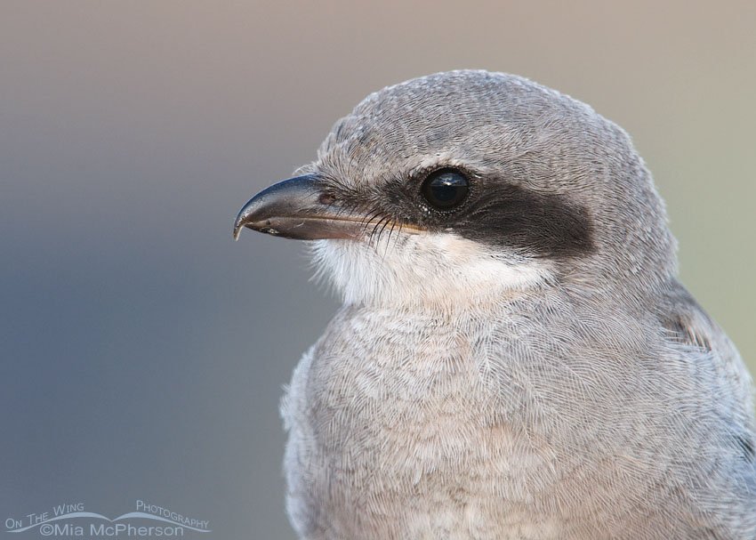 Fledgling Loggerhead Shrike portrait, Antelope Island State Park, Davis County, Utah