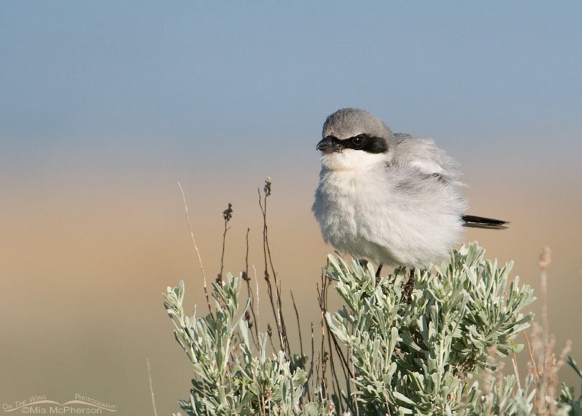 Fluffed up Loggerhead Shrike, Antelope Island State Park, Davis County, Utah