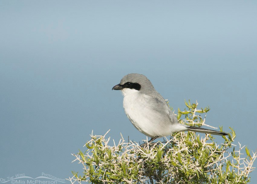Loggerhead Shrike with Great Salt Lake in the background, Antelope Island State Park, Davis County, Utah
