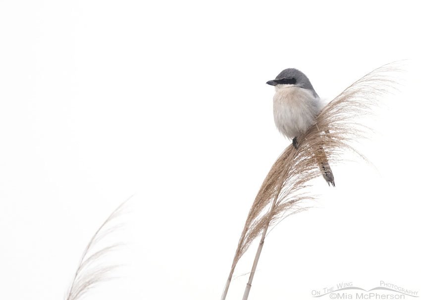 High key and small in the frame Loggerhead Shrike, Farmington Bay WMA, Davis County, Utah
