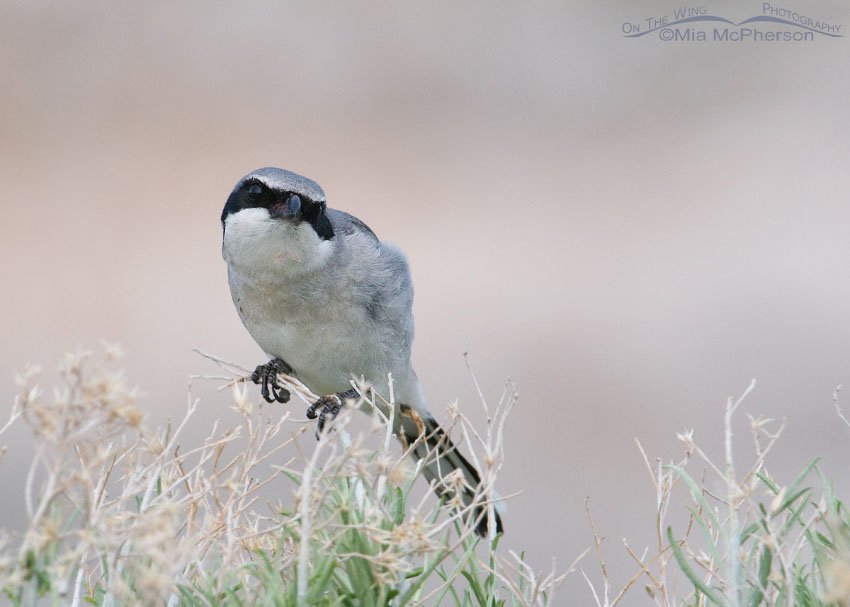 Loggerhead Shrike keeping an eye on a Common Raven, Antelope Island State Park, Davis County, Utah