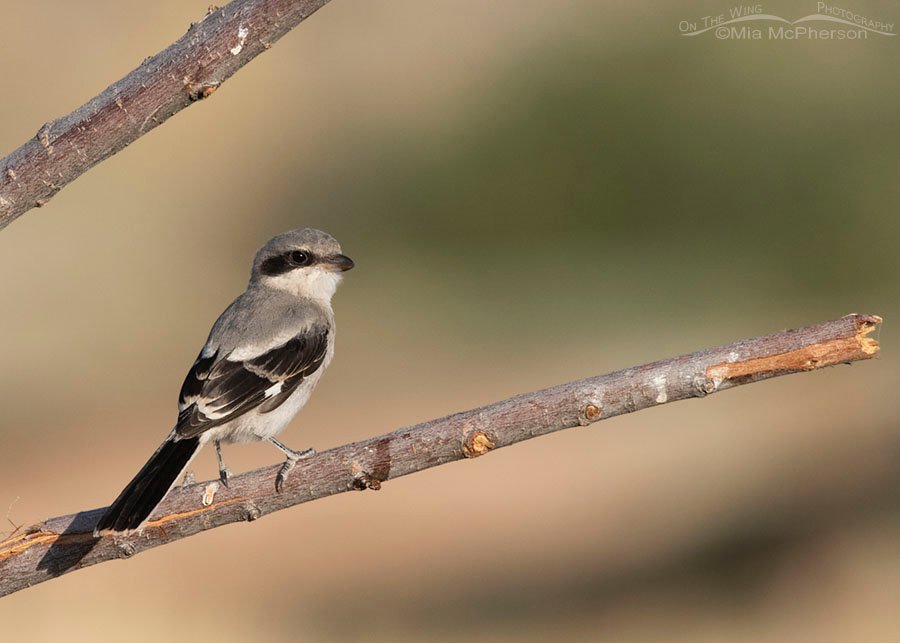 Immature Loggerhead Shrike perched on a broken branch, Antelope Island State Park, Davis County, Utah