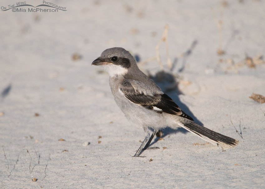 Juvenile Loggerhead Shrike in oolitic sand on Antelope Island State Park, Davis County, Utah