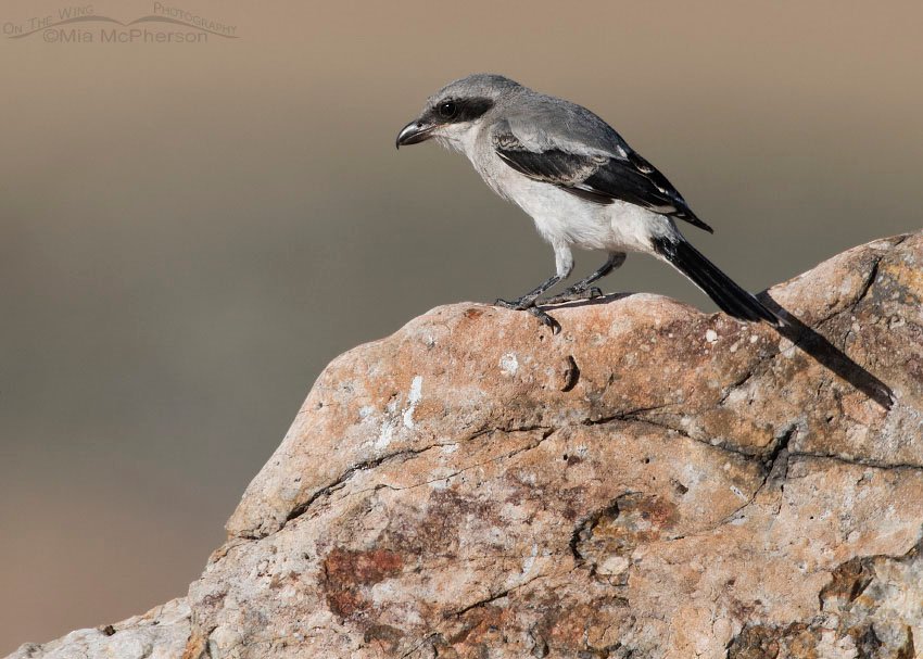 Juvenile Loggerhead Shrike on a Tintic Quartzite Boulder, Antelope Island State Park, Davis County, Utah