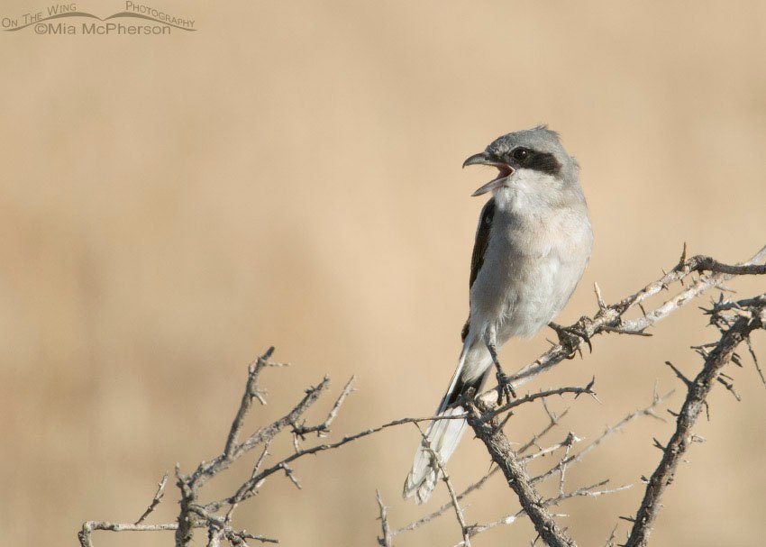 Juvenile Loggerhead Shrike calling, Antelope Island State Park, Davis County, Utah