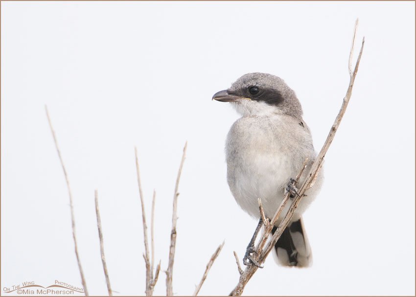 Recently fledged juvenile Loggerhead Shrike, Antelope Island State Park, Davis County, Utah