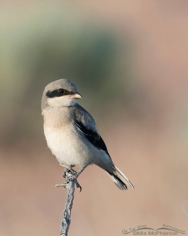 Juvenile Loggerhead Shrike perched by itself, Antelope Island State Park, Davis County, Utah
