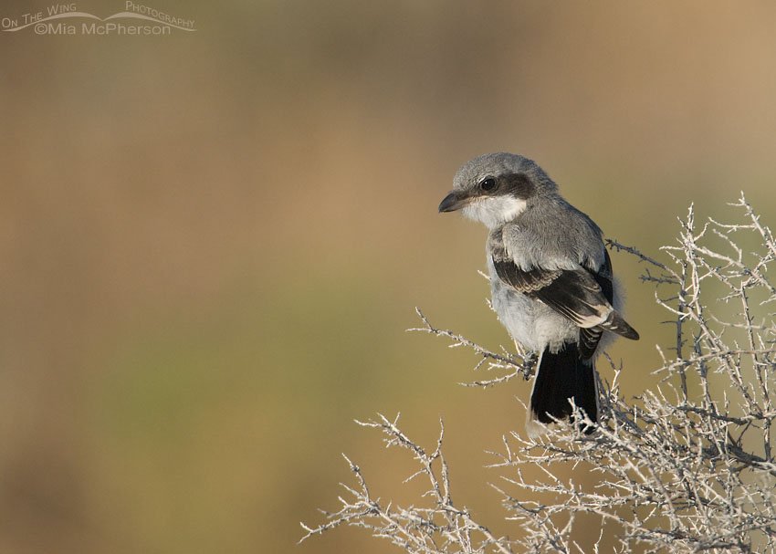 Back view of a Loggerhead Shrike juvenile, Antelope Island State Park, Davis County, Utah