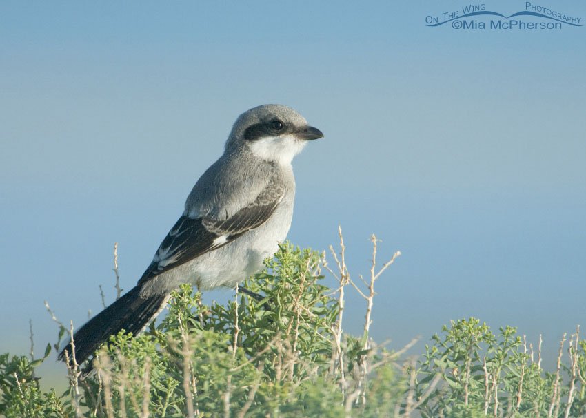 Juvenile Loggerhead Shrike perched on Greasewood, Antelope Island State Park, Davis County, Utah