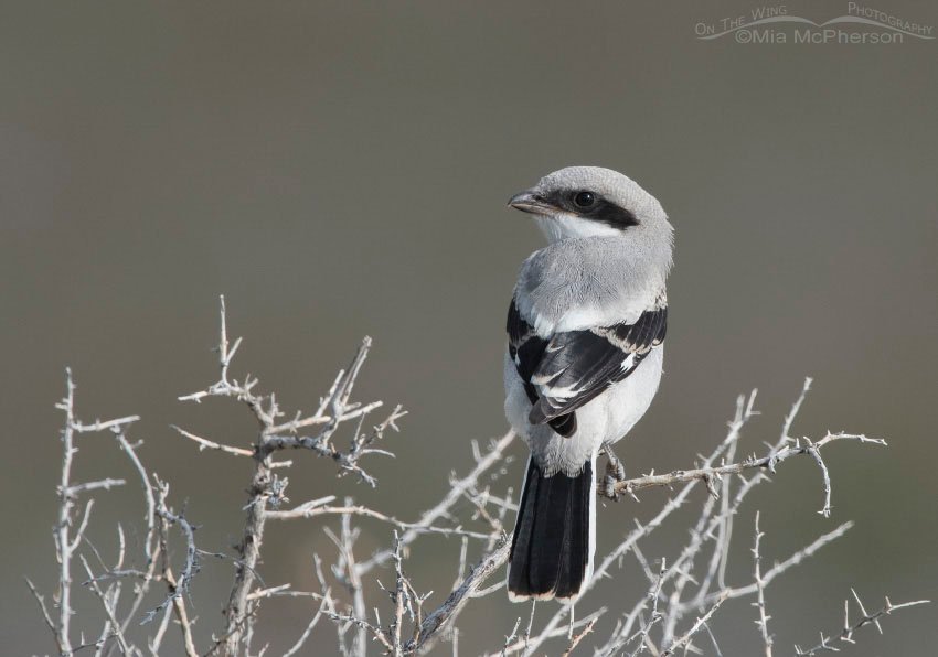 First of year photo of a juvenile Loggerhead Shrike, Antelope Island State Park, Davis County, Utah