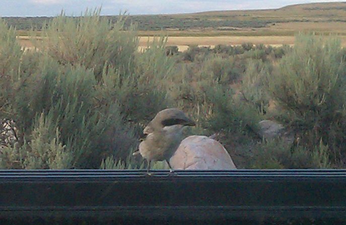 Cell phone shot of Loggerhead Shrike fledgling on pickup gate, Antelope Island State Park, Davis County, Utah
