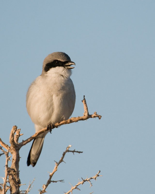 Loggerhead Shrike calling on a March morning, Antelope Island State Park, Davis County, Utah