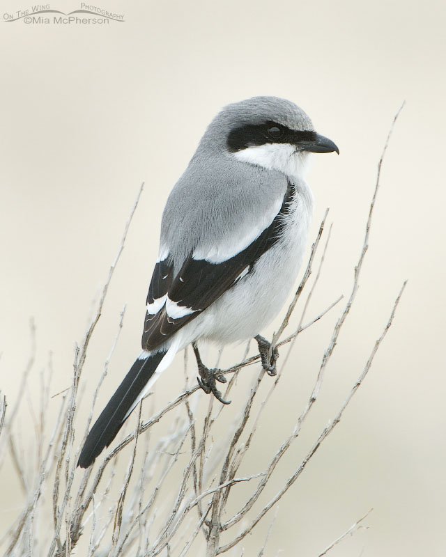 Loggerhead Shrike in early spring, Antelope Island State Park, Davis County, Utah