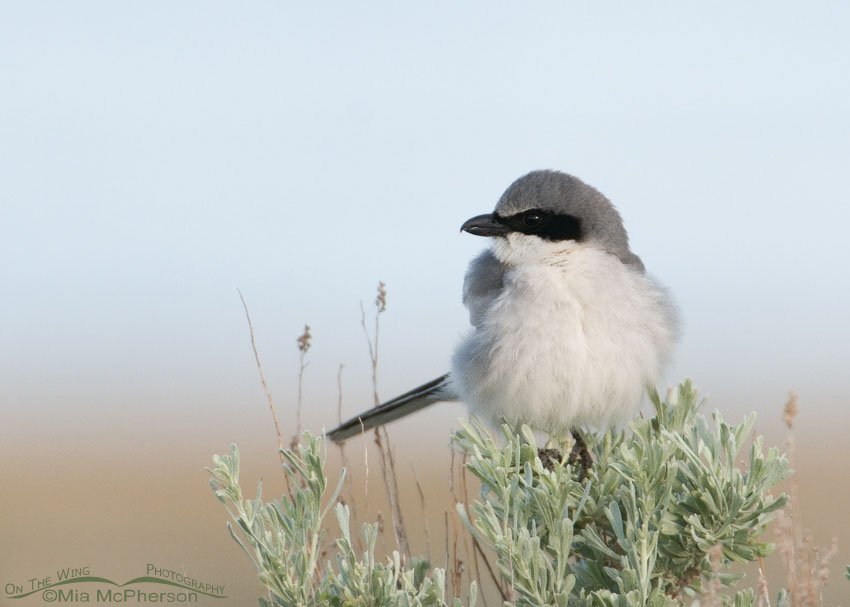 Loggerhead in soft light, Antelope Island State Park, Davis County, Utah