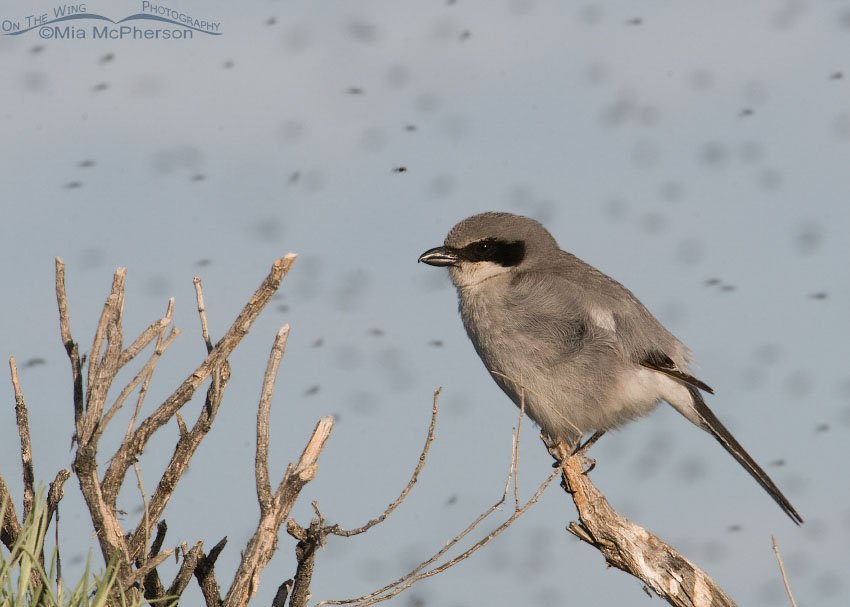Loggerhead Shrike surrounded by Midges, Antelope Island State Park, Davis County, Utah
