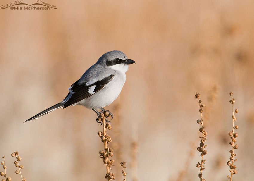 Loggerhead Shrike perched on a Moth Mullein, Antelope Island State Park, Davis County, Utah