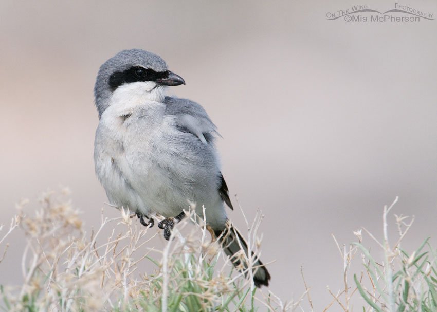 Loggerhead side view in top of rabbitbrush, Antelope Island State Park, Davis County, Utah